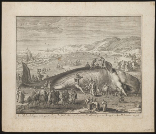 Gestrande walvis bij Berckhey, 1598