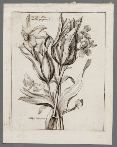 Ornamentprent. Theatrum Florum. Seconda Pars.