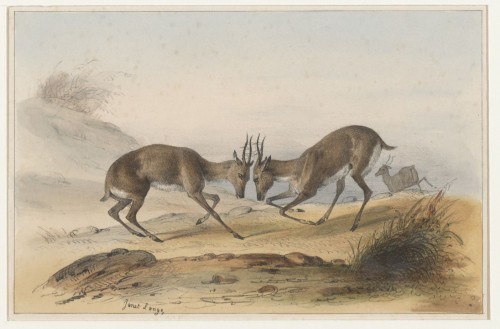 Antilopengevecht