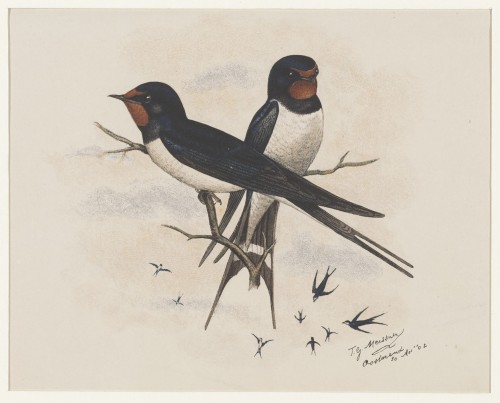 Twee zwaluwen