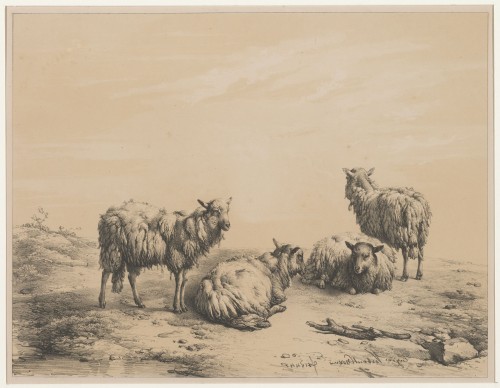 Schapen
