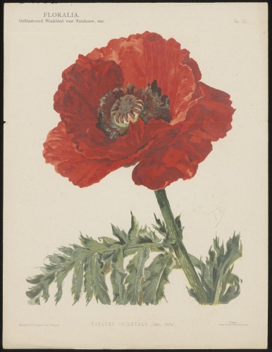 Papaver (Nº 33)