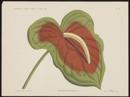 Anthurium (Nº 88)