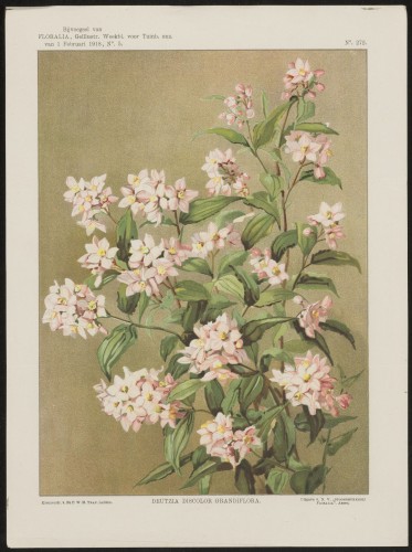 Deutzia (Nº 272)