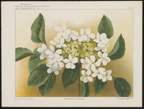 Viburnum (Nº 290)