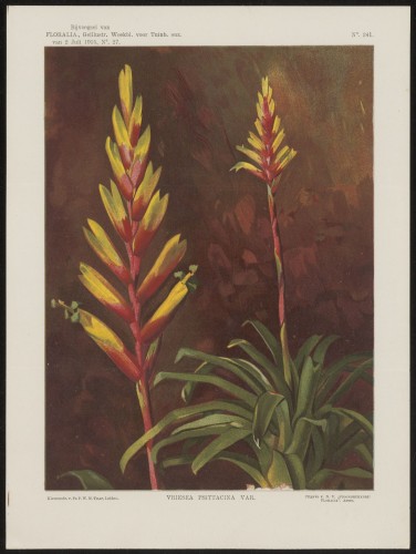Bromelia (Nº 241)