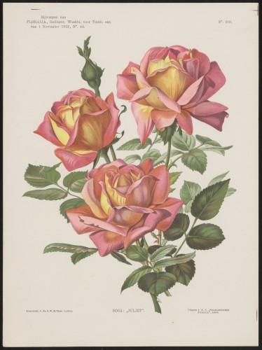 Rozen (Nº 209)