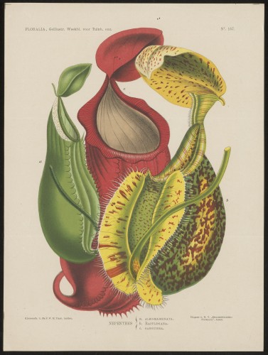 Nepenthes (Nº 157)