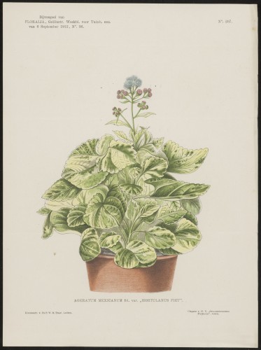 Mexikaantje (Nº 207)
