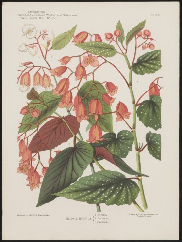 Begonia's (Nº 208)