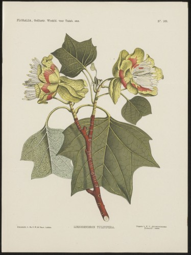 Liriodendron (Nº 169)