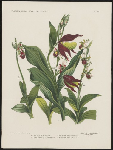 Orchideeën (Nº 182)