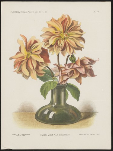 Dahlia (Nº 179)