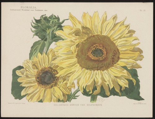 Zonnebloemen (Nº 36)