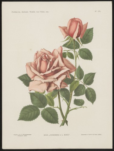 Rozen (Nº 178)