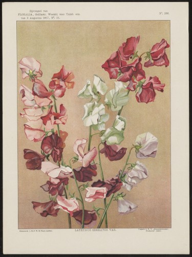 Welriekende lathyrus (Nº 266)