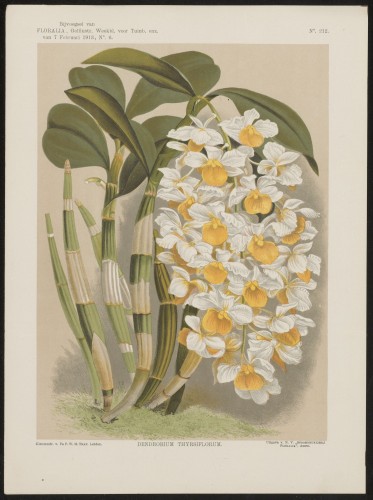 Orchidee (Nº 212)
