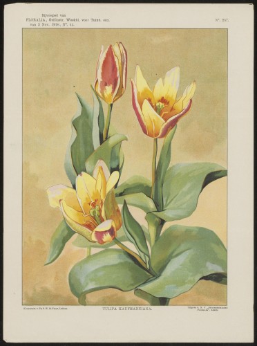 Tulp (Nº 257)