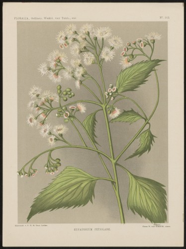 Eupatorium (Nº 112)