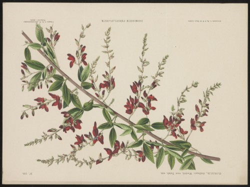 Lespedeza (Nº 159)