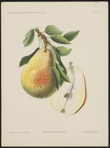 Peren (Nº 147)