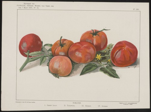 Tomaten (Nº 285)