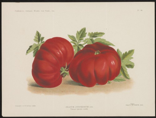 Tomaten (Nº 99)
