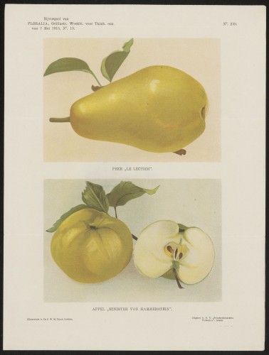 Peer en appels (Nº 239)