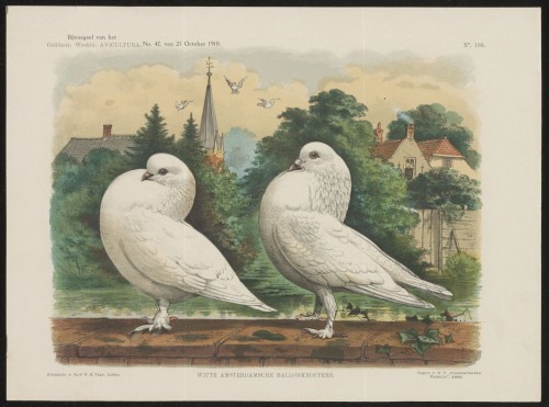 Duiven (Nº 189)