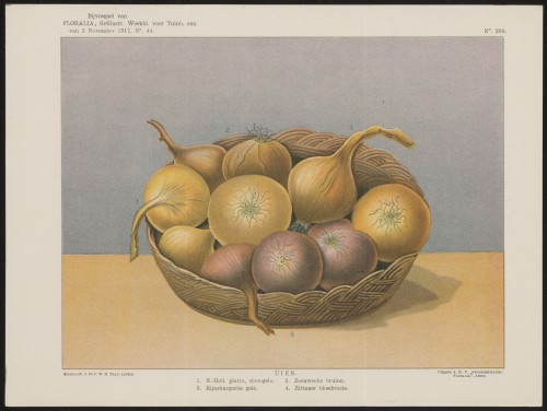 Uien (Nº 269)