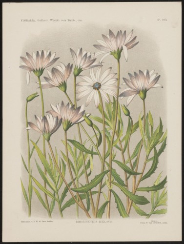 Osteospermum (Nº 100)