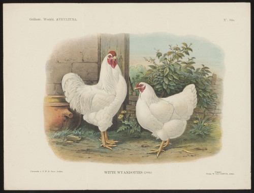 Kippen (Nº 84a)