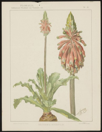 Veltheimia (Nº 49)