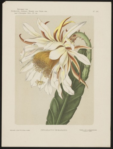 Cactus (Nº 197)