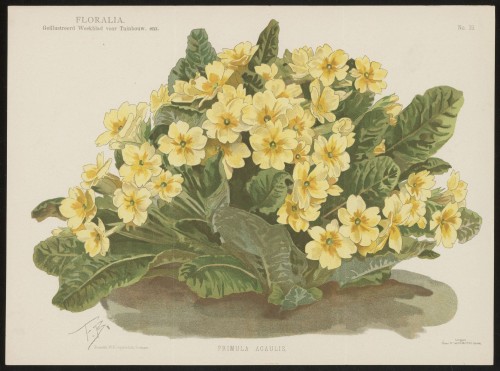 Primula (Nº 19)