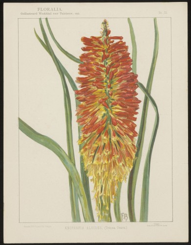 Kniphofia (Nº 51)