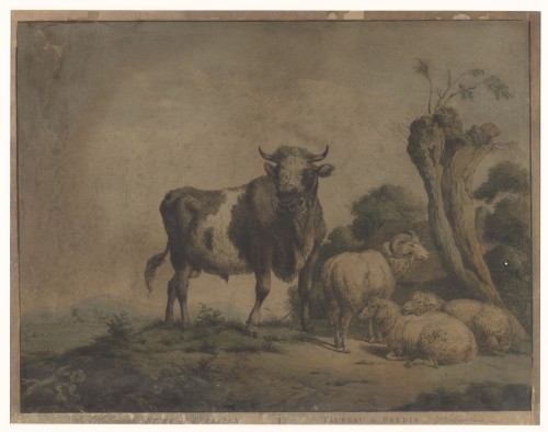 De Hollandsche Stier & Schaapen. Taureau & Brebis Hollandais