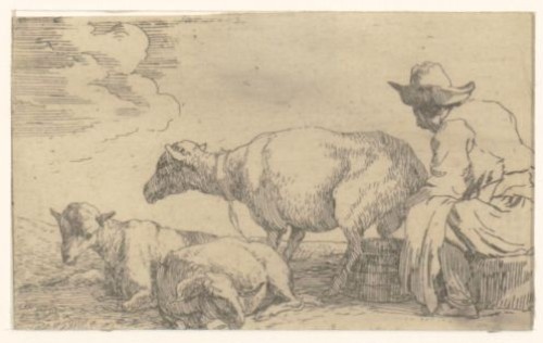 Herder melkt een schaap