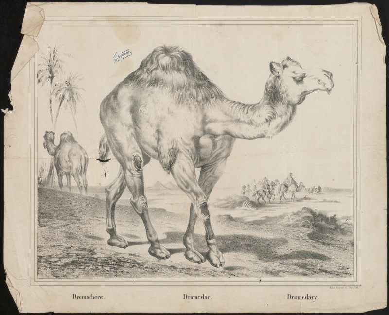 Dromadaire. Dromedar. Dromedary (Nº 166)