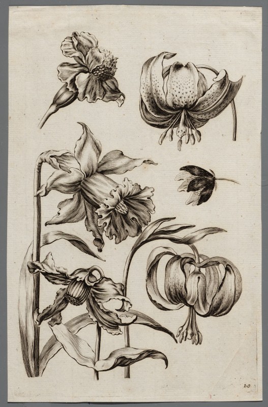 Ornamentprent. Novae et exquisite Florum Icones.