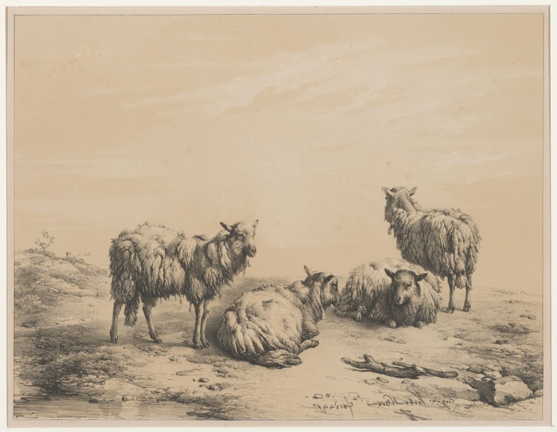 Schapen
