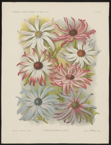 Cineraria (Nº 86)