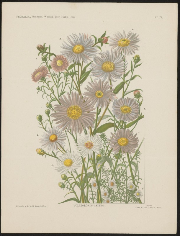 Asters (Nº 72)