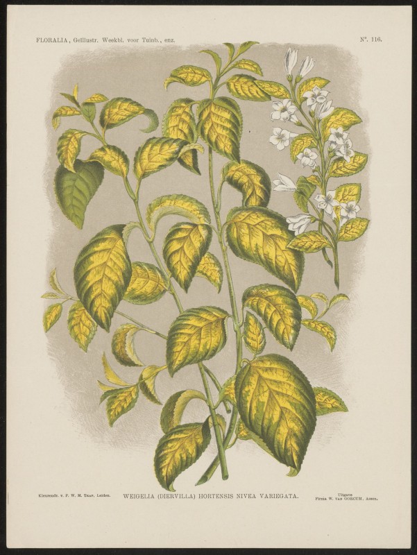Weigela (Nº 116)