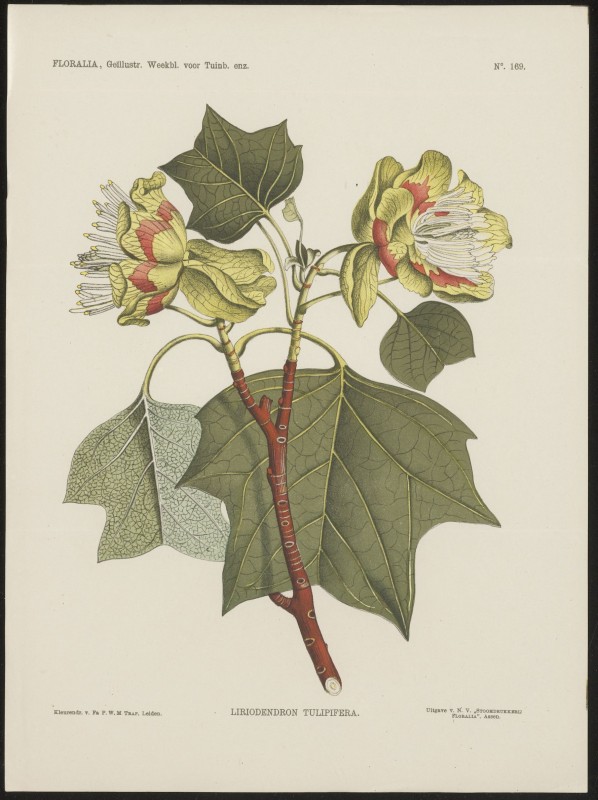 Liriodendron (Nº 169)