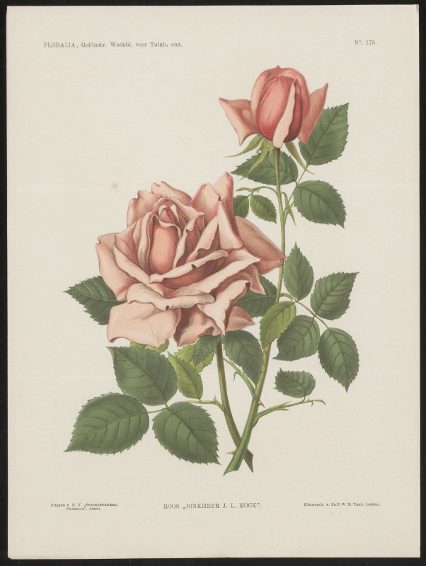 Rozen (Nº 178)