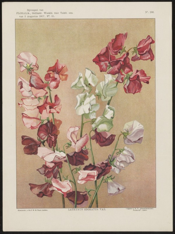 Welriekende lathyrus (Nº 266)