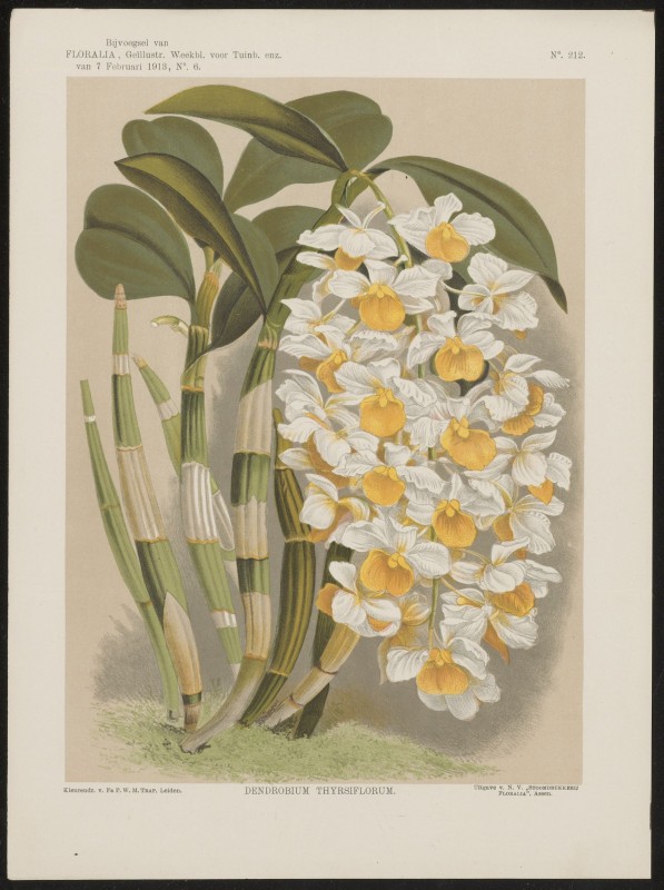 Orchidee (Nº 212)