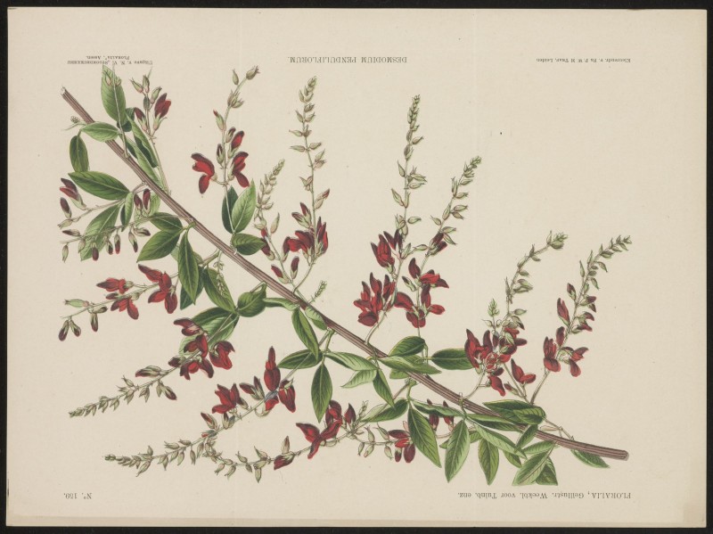 Lespedeza (Nº 159)