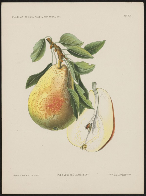 Peren (Nº 147)